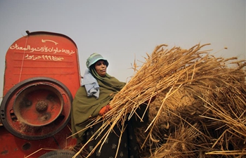 Farmers harvest wheat in Qalyubia, Egypt