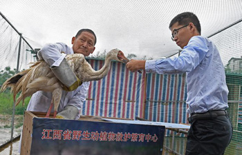Baby crane rescued near Poyang Lake in E China