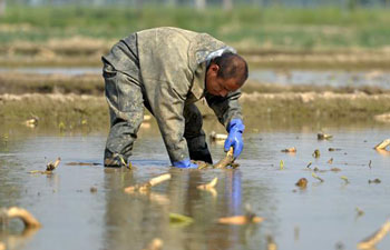 Farmers plant lotus roots in north China's Hebei