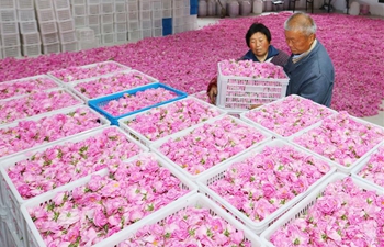 Rose planting benefits farmers in village of east China's Jiangsu
