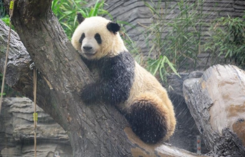 Giant panda takes shower amid heat weave at Beijing Zoo