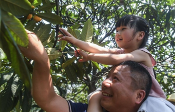 Loquats enter harvest season in E China's Zhejiang
