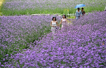 Purple flowers attract tourists in south China's Guangxi