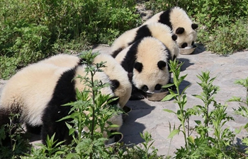 Shenshuping protection base home to more than 50 giant pandas in SW China's Sichuan