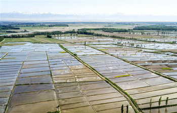 In pics: paddy fields in China's Xinjiang
