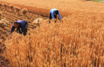 Wheat harvest season comes in China