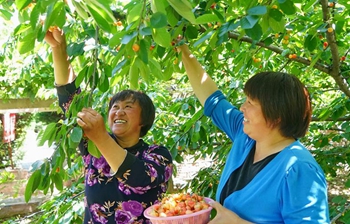 Green industry lifts people's living quality in village of north China