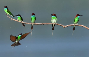 Blue-throated bee-eaters seen in SE China's Fujian