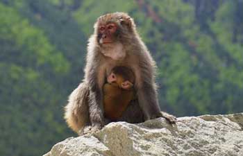 In pics: Tibet Dargo gorge, habitat for wild monkeys