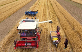 Wheat harvest view in China's Shanxi