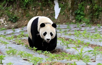 Giant panda roaming into village in Sichuan, SW China
