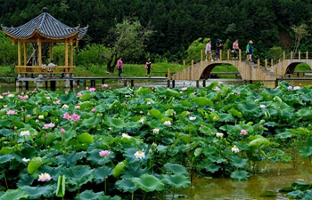 Scenery of lotus pond in Wuyishan, SE China's Fujian Province