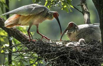 In pics: crested ibis takes care of nestlings
