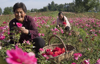 "Rose Town" attracts tourists in NW China's Shaanxi
