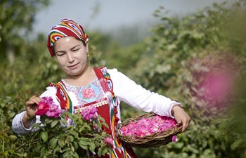 Rose industry increases income of people in Hotan, China's Xinjiang