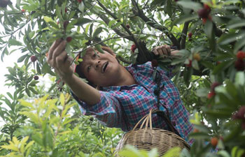 Waxberry enters harvest season in China's Zhejiang