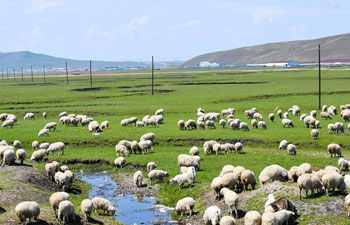 Scenery of Hulunbuir grassland in China's Inner Mongolia