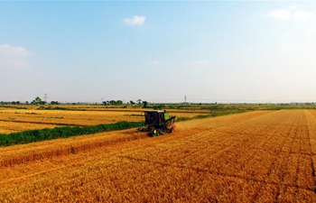 In pics: wheat harvest in N China's Hebei