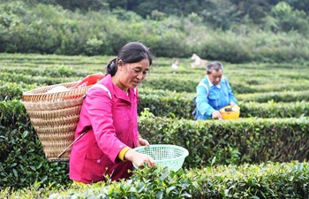 Tea planting industry helps reduce poverty in SW China