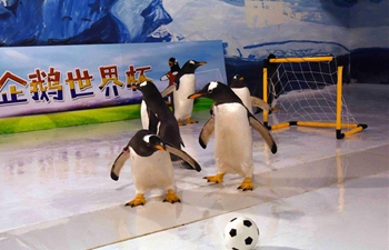 Penguins play football at Harbin Polarland