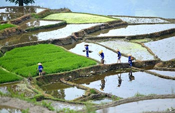 Farmers work in terraced fields in S China's Guangxi