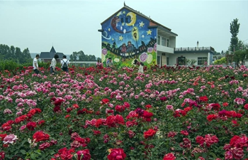 Rose town attracts large number of tourists in NW China's Shaanxi