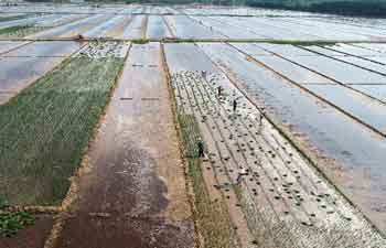 Farmers work in field in Linyi City, east China's Shandong
