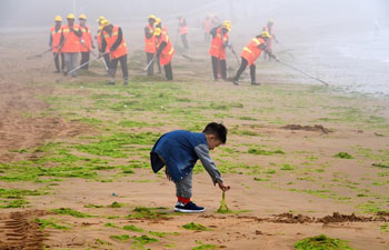 Workers clear enteromorpha along beach in China's Qingdao