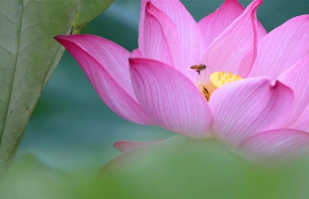 Lotus flowers in bloom in Hengyang, C China