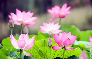 Lotus flowers bloom across China