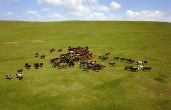 Grassland scenery of in Shandan Horse Ranch in NW China's Gansu