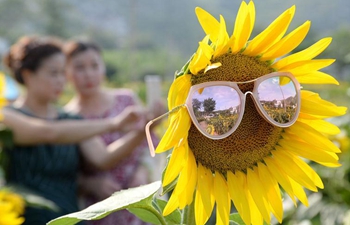 Scenery of sunflowers in Handan City, north China