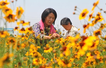 Plantation of chrysanthemum helps local people get rid of poverty in Handan