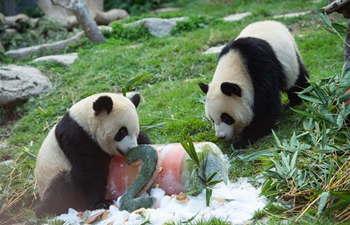 Twin panda brothers celebrate 2nd birthday in Macao