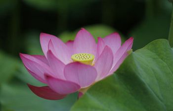 Lotus flowers in summer