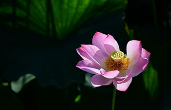 Lotus flowers in bloom across China