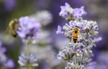 Beekeepers greet harvest season in Ili's lavender cultivation base