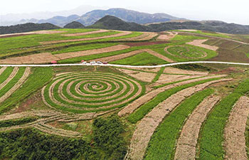 Scenery of buckwheat farm in China's Guizhou