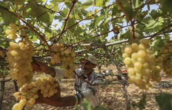 Grapes enter harvest season in Gaza City