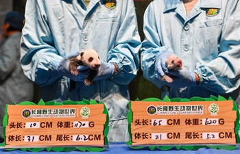 Giant panda cubs take physical examination in Guangzhou
