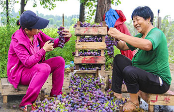 Farmers harvest grapes in Bingjiao Village, N China's Hebei