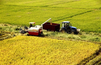 Farmers busy harvesting rice in E China's Jiangxi