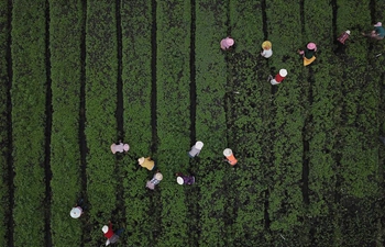 Farmers work at vegetable planting base in Haizi Village, SW China's Guizhou