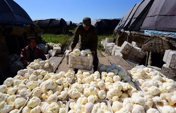 Farmers busy harvesting fungus in northeast China's Heilongjiang