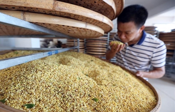 People collect sweet-scented osmanthus in SE China's Fujian