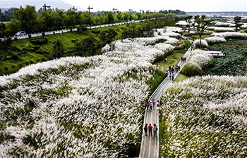 Aerial view of wetland park in China's Shaanxi