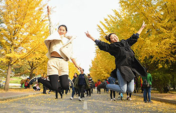 People view ginkgo trees in campus in Shenyang, China's Liaoning