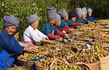 Villagers harvest fruits of camellia oleifera in SW China's Guizhou