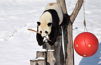 Giant panda plays outdoors after snowfall in NE China