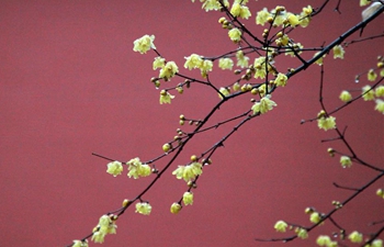 In pics: wintersweet blossoms across China